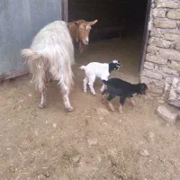 سه عددبزماده فروخته میشود