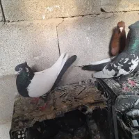 جفت سینه‌ ای