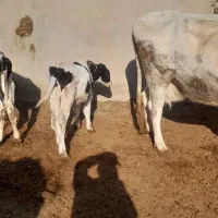 یه راس گاو سیمنتال با گوساله اش نر سیمین|حیوانات مزرعه|تاکستان, |دیوار