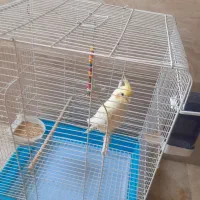 یک عددپرنده عروس هلندی باقفس|پرنده|نسیم‌شهر, |دیوار