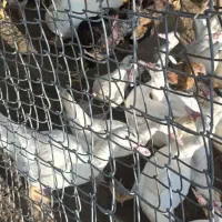 فروش اردک اسرائیلی خانگی