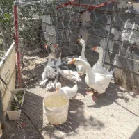فروش قوغاز نروماده ومرغ تخم گذاررسمی جوان|حیوانات مزرعه|ساوه, |دیوار