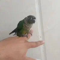 گرینچینگ نر دستی باقفس