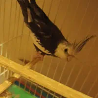 فروش یک جفت عروس هلندی