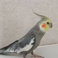 عروس هلندی نر