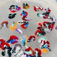 فروش تک و عمده فایتر