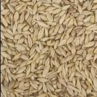 فروش جو محلی