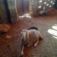 معاوضه ۱۹راس میش با کهره