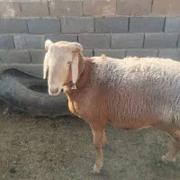 بره قوچی|حیوانات مزرعه|تربت جام, میان جام|دیوار