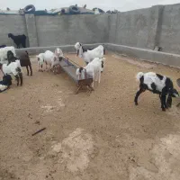 بز پاکستانی