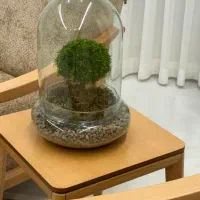 باکس گل جاودان