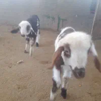 خرید فروش انواع بره شیری وبزغاله|حیوانات مزرعه|تربتحیدریه, باغ سلطانی|دیوار