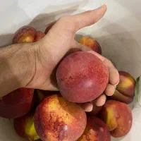 شلیل درشت و درجه یک