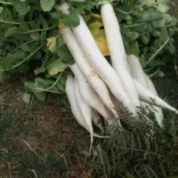 فروش ترب و‌شلغم