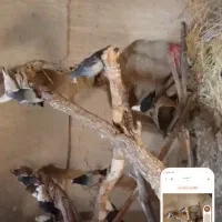 جند جفت نرو ماده