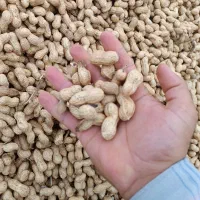 بادام غلافدار گلی آفتاب خشک