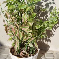 گل پدیلانتوس  سرحال