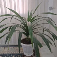 گل طبیعی
