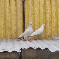 کبوتر|پرنده|تهران, امام حسین|دیوار