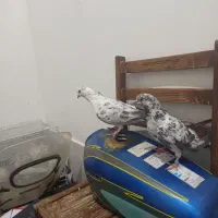 کفتر|پرنده|قم, ولیعصر|دیوار