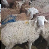 بز کوه (زیر نظردامپزشکی کرمانشاه) گوسفند|حیوانات مزرعه|کرمانشاه, |دیوار