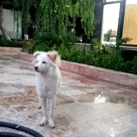گمشده ماهدشت کرج