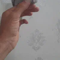عروس هلندی ایزابلا دستی|پرنده|مشهد, شهرک امام هادی (شهرک غرب)|دیوار