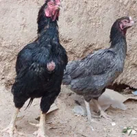 مرغ و خروس نسل دار ضمانتی|حیوانات مزرعه|مهرستان, |دیوار