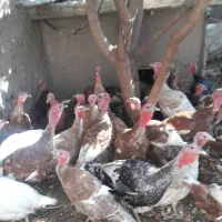 حراج فوری بوقلمون