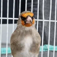 سهره و قناری