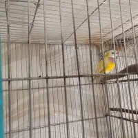 فروش ۴ جفت گلدین|پرنده|زرین دشت (فارس), |دیوار