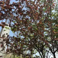 ۶۱۰ متر باغ ویلای در حال ساخت دماوند سربندان