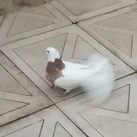 طوقی پرتقالی ماده