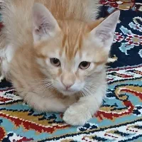 بچه گربه|گربه|تربت جام, پاسداران|دیوار