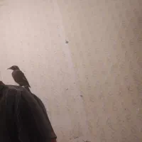 مرغ مینا جوجه ۴ماهه