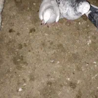 ۸ عدد کبوتر|حیوانات|چالدران, |دیوار