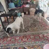 سگ پاکوتاه|سگ|لاهیجان, لیالستان|دیوار