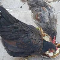 مرغ وخروس|حیوانات مزرعه|قم, حاج خلیل|دیوار