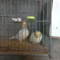 عروس هلندی  مولد