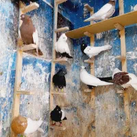 دسته کبوتر نقش