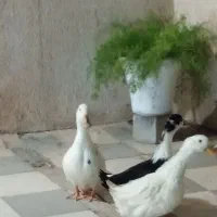 فروش سه عدد مرغابی در کرونی