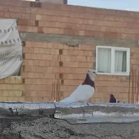 کبوتر سرخ نر بالغ|پرنده|گنبد کاووس, |دیوار