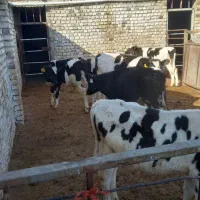 گوساله قطع شیر