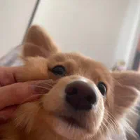 سگ پامرین گرگی|سگ|کرج, عظیمیه|دیوار