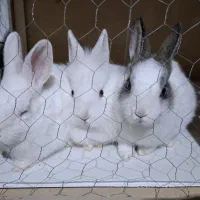 خرگوش بچه خرگوش|موش و خرگوش|خمینیشهر, |دیوار