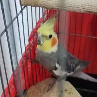 عروس هلندی نر سخنگوو//