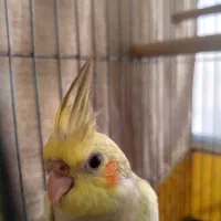 دو عدد عروس هلندی