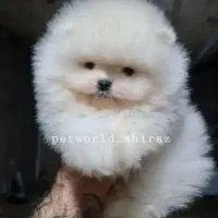 85روزه خرسی پامر واسه ولنتاین تخفیف ویژه