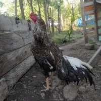 لاری کوکو هندی