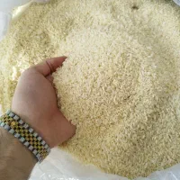 برنج عنبربو خوزستان و صدری و فجر گرگان «کالابرگ»